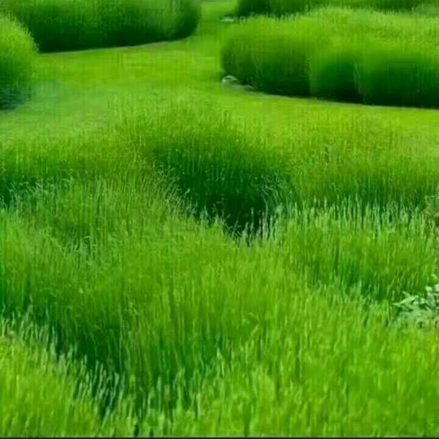 大象