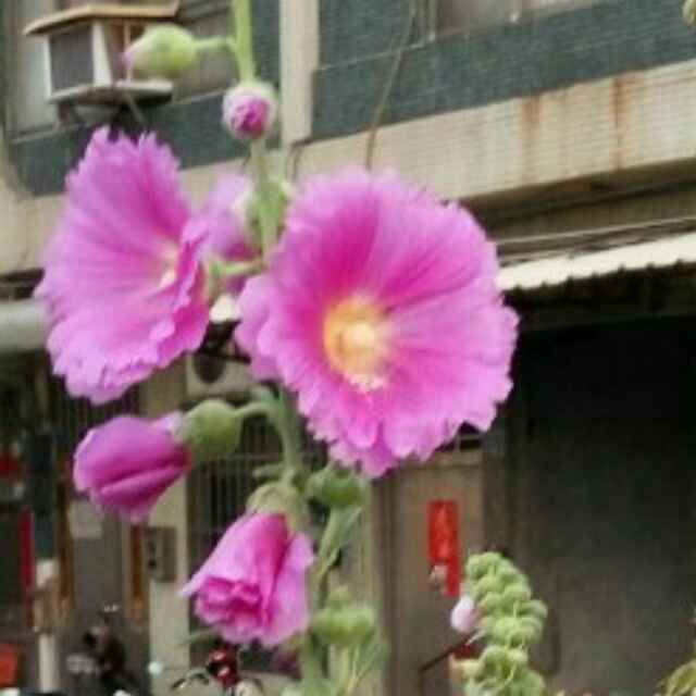 李柏霖
