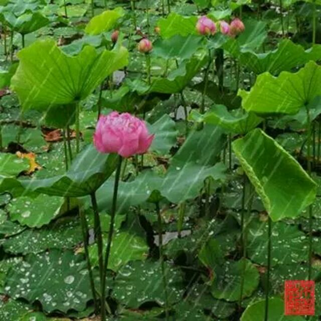 方平