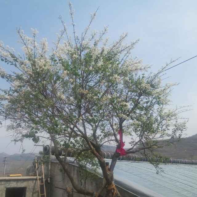 卧虎