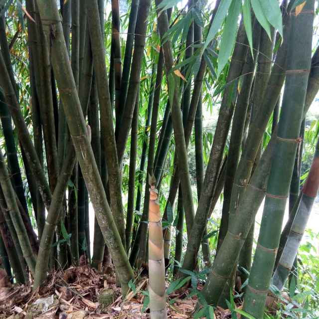 真情常在