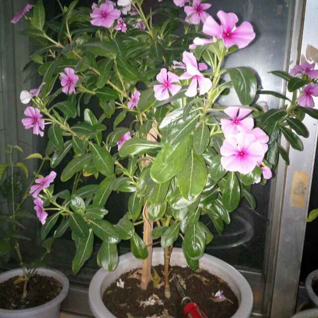 大潘老晨