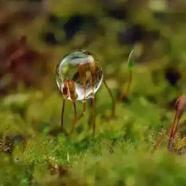 梧桐树858
