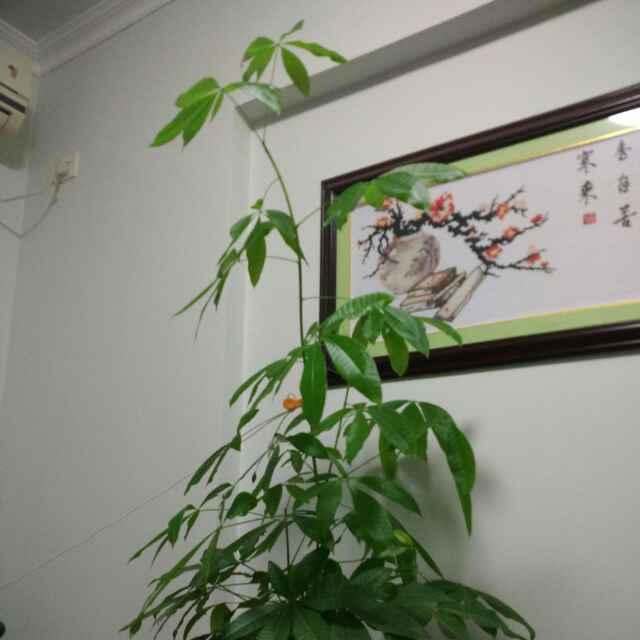 雄1000