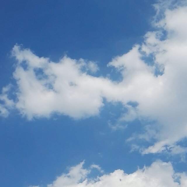 鱼的鳍