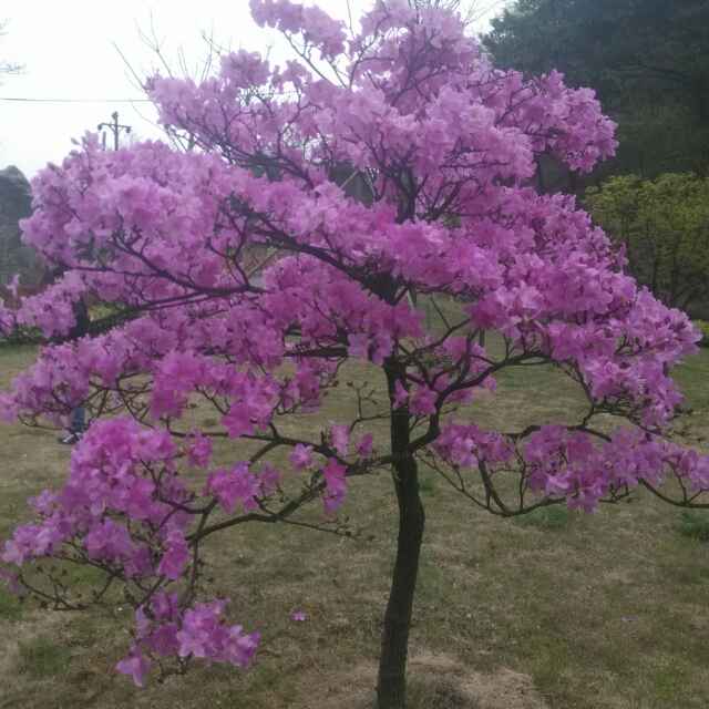 森林野人