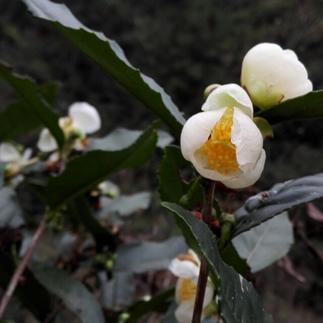 福芽