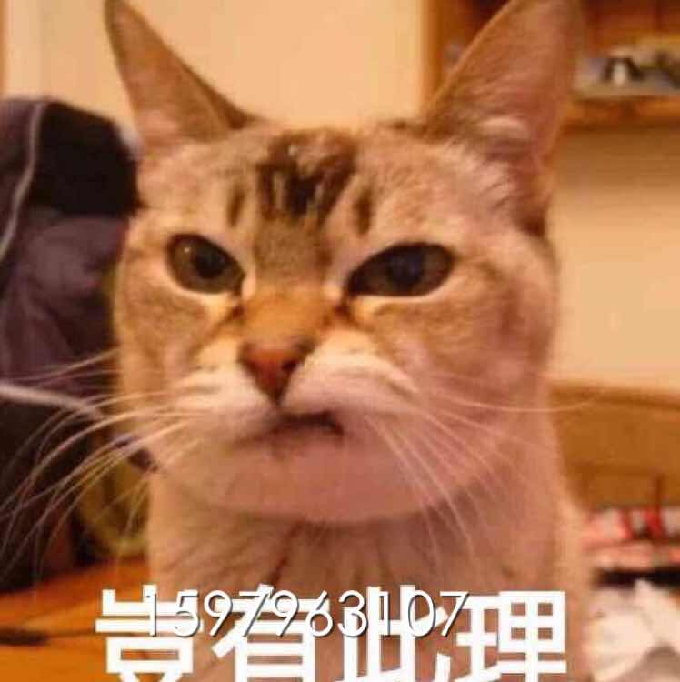 无敌小老鼠