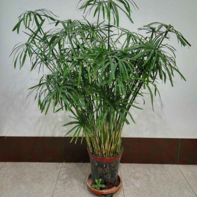 东丁木业