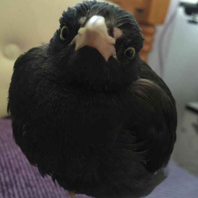 弟虎