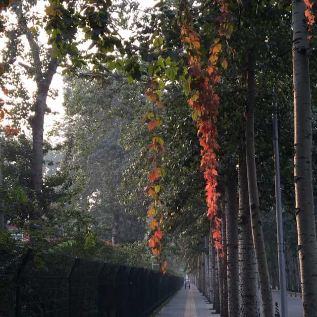 樊明珠