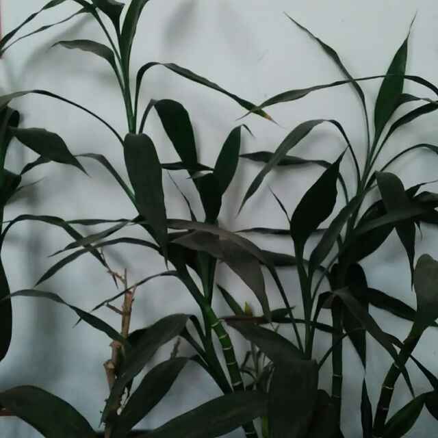松林