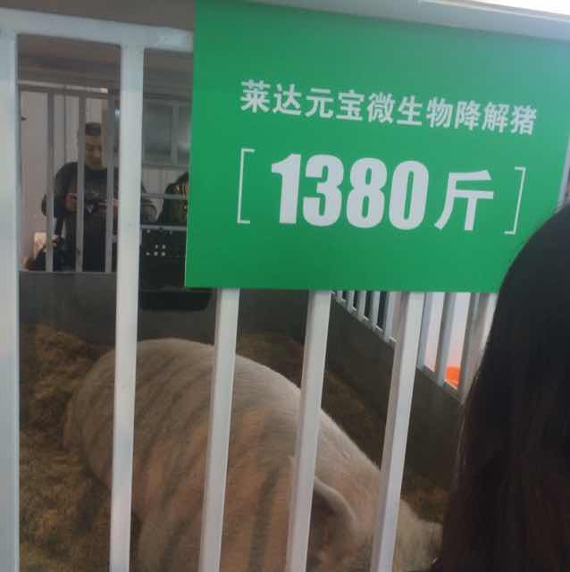 罗硕