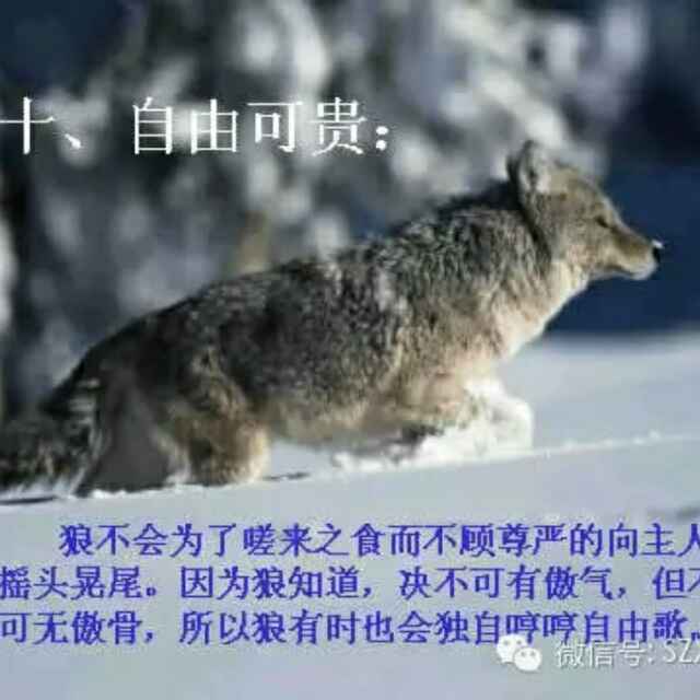草原狼300