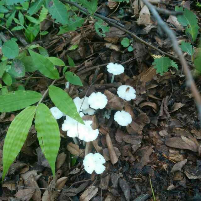 大寒桃花开