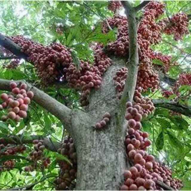 春天的小雨
