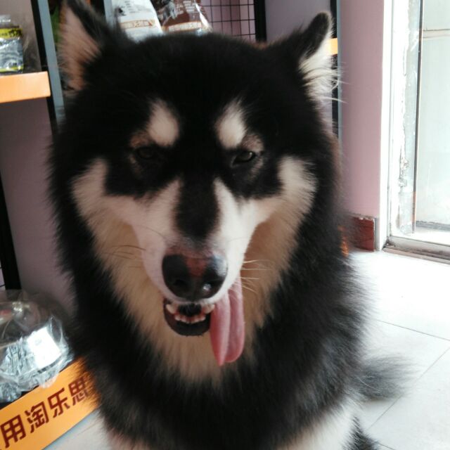 胖墩宠物
