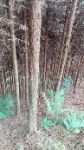 清清星晨