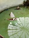 黑主⑧阿