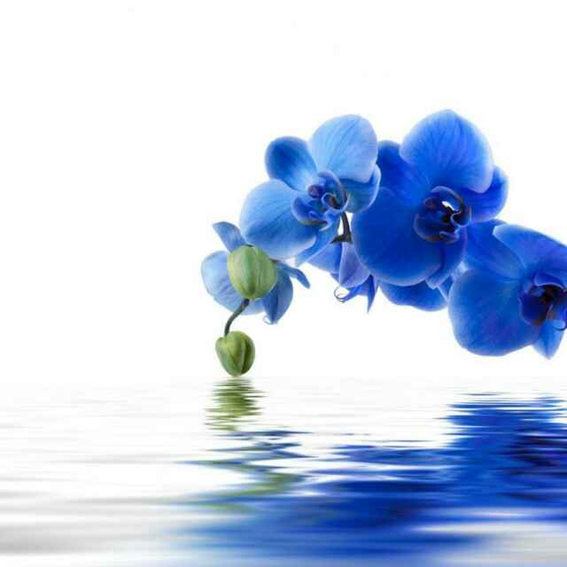 澧兰沅芷