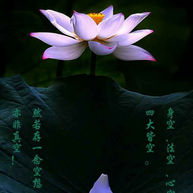 心缘344
