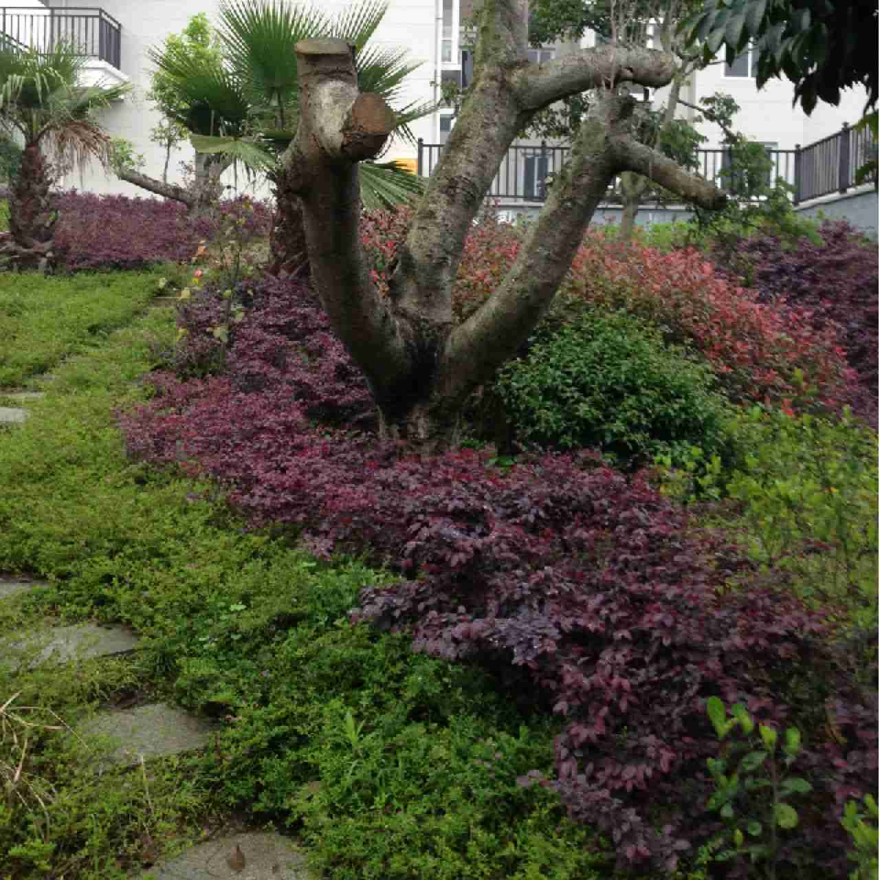 许建华