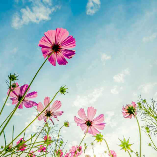 clover lucky