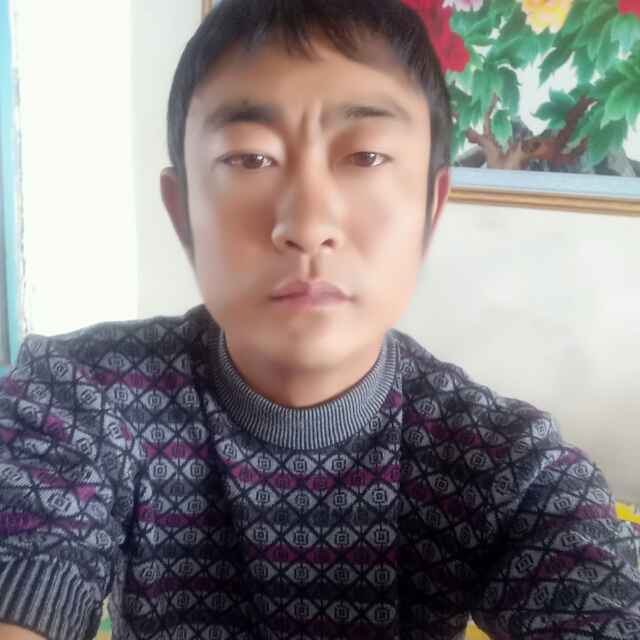 小绵羊81