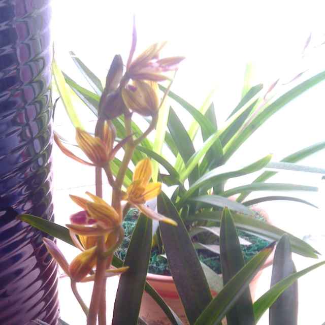 功夫小子