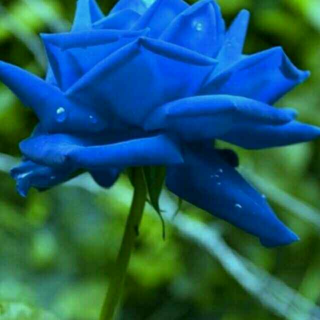 依梦飞翔
