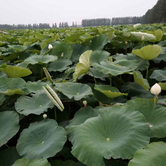 小胖