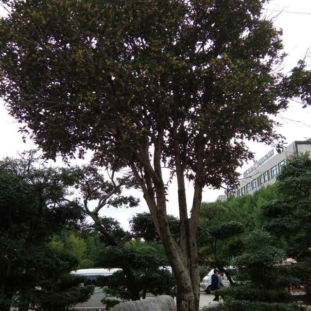 张成增，