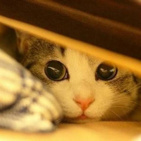 炳