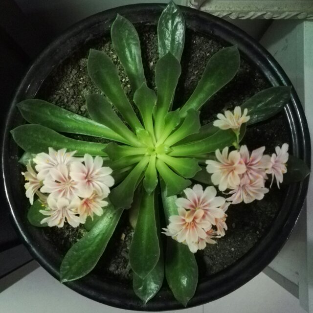 云深不知处