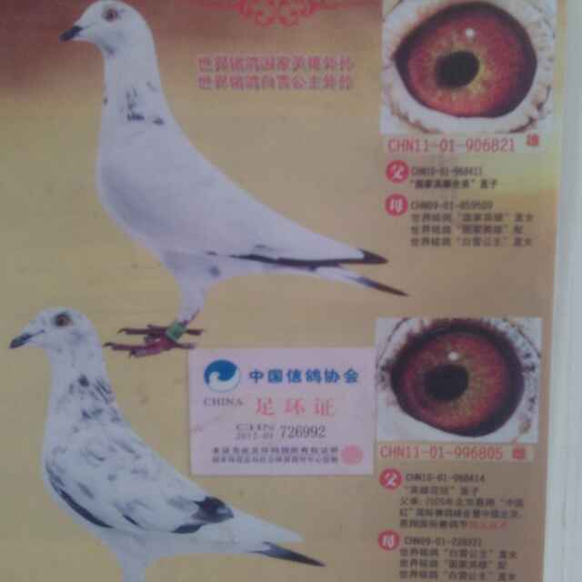 范金科