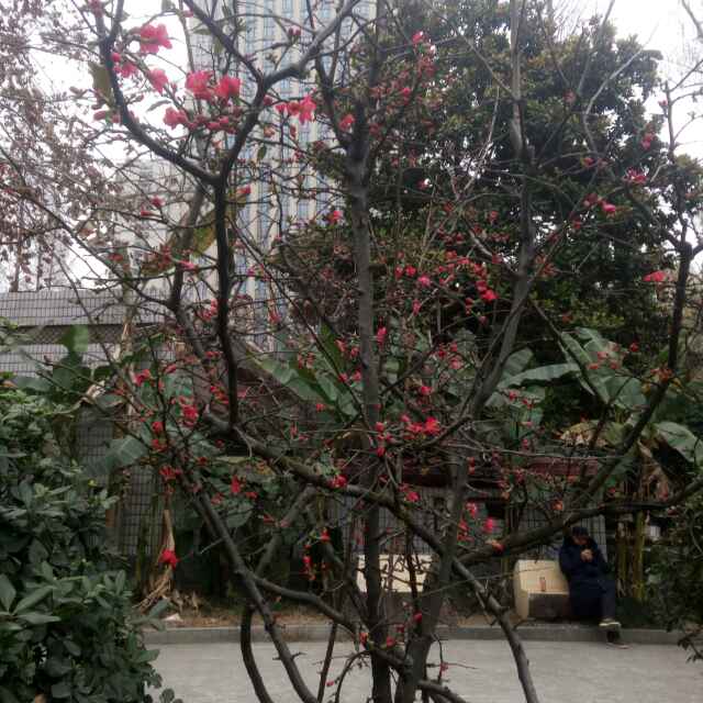 大灰狼