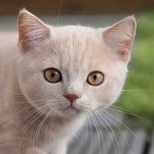懒猫