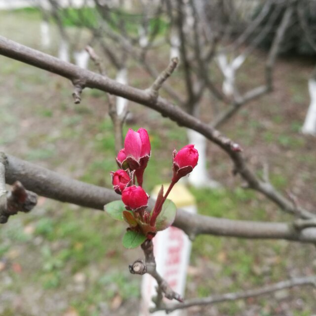 吴燕英