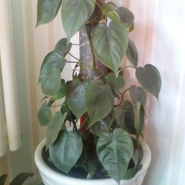 木木木木615