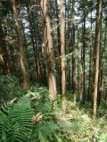贵州安顺紫云韦经理