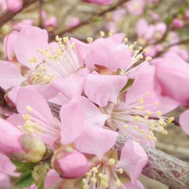  征服 