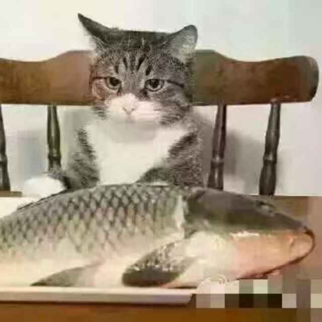 momoaliali