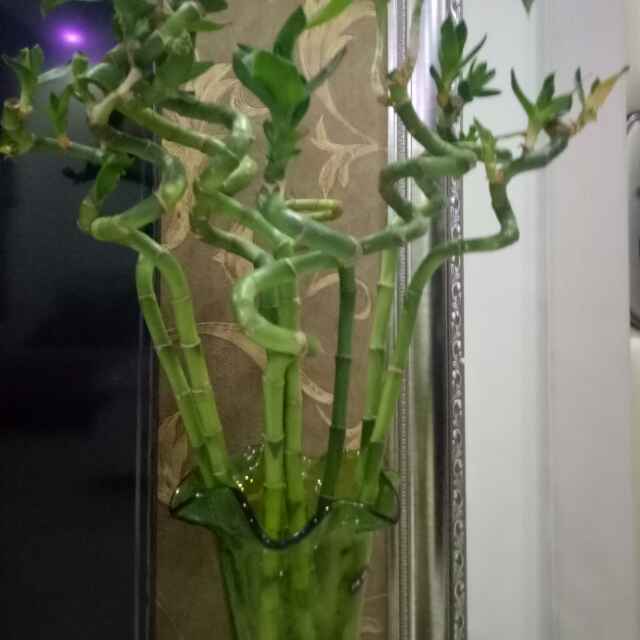 沐叶清风