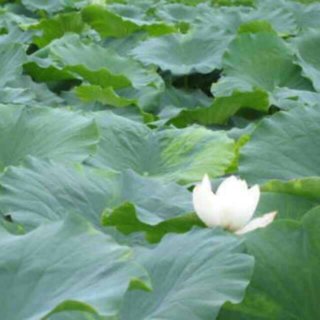 青檀(道缘)