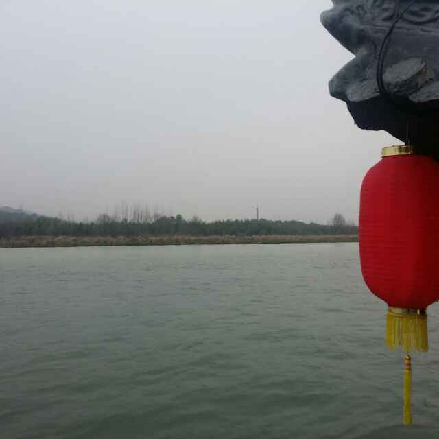 杨646