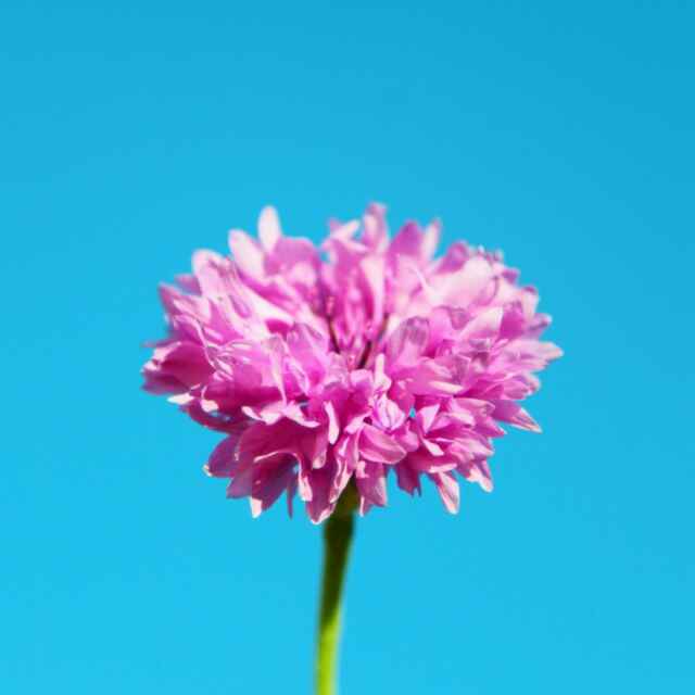 百花争艳
