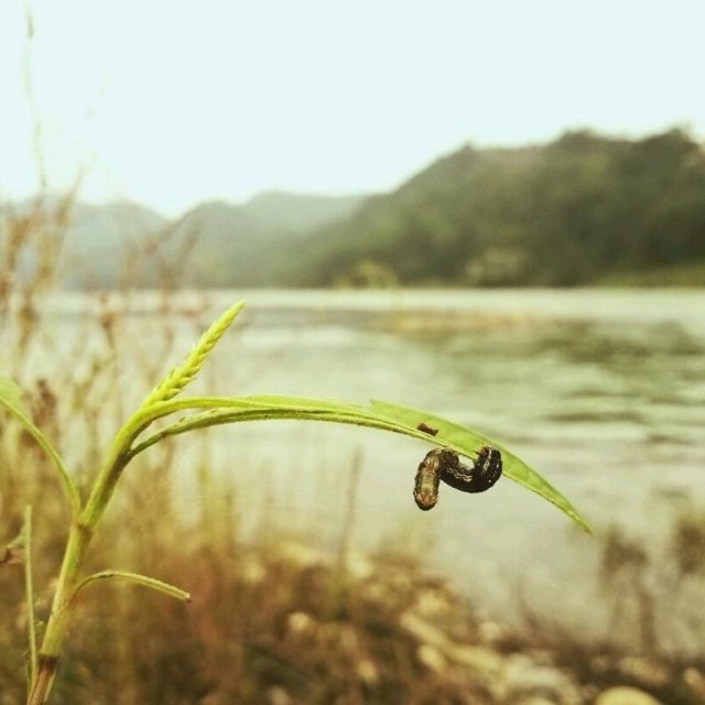 村上的树