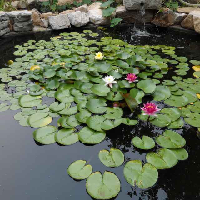 劲哥