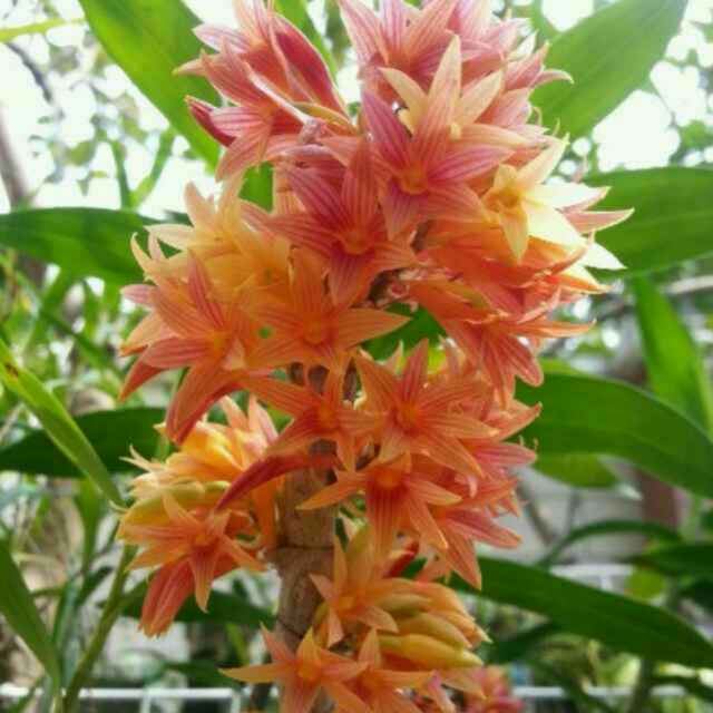 一叶知花
