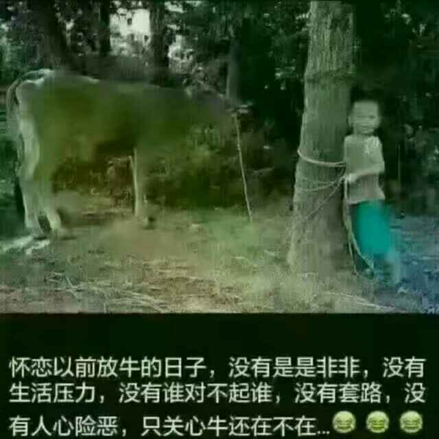 力$。:小豆豆芽